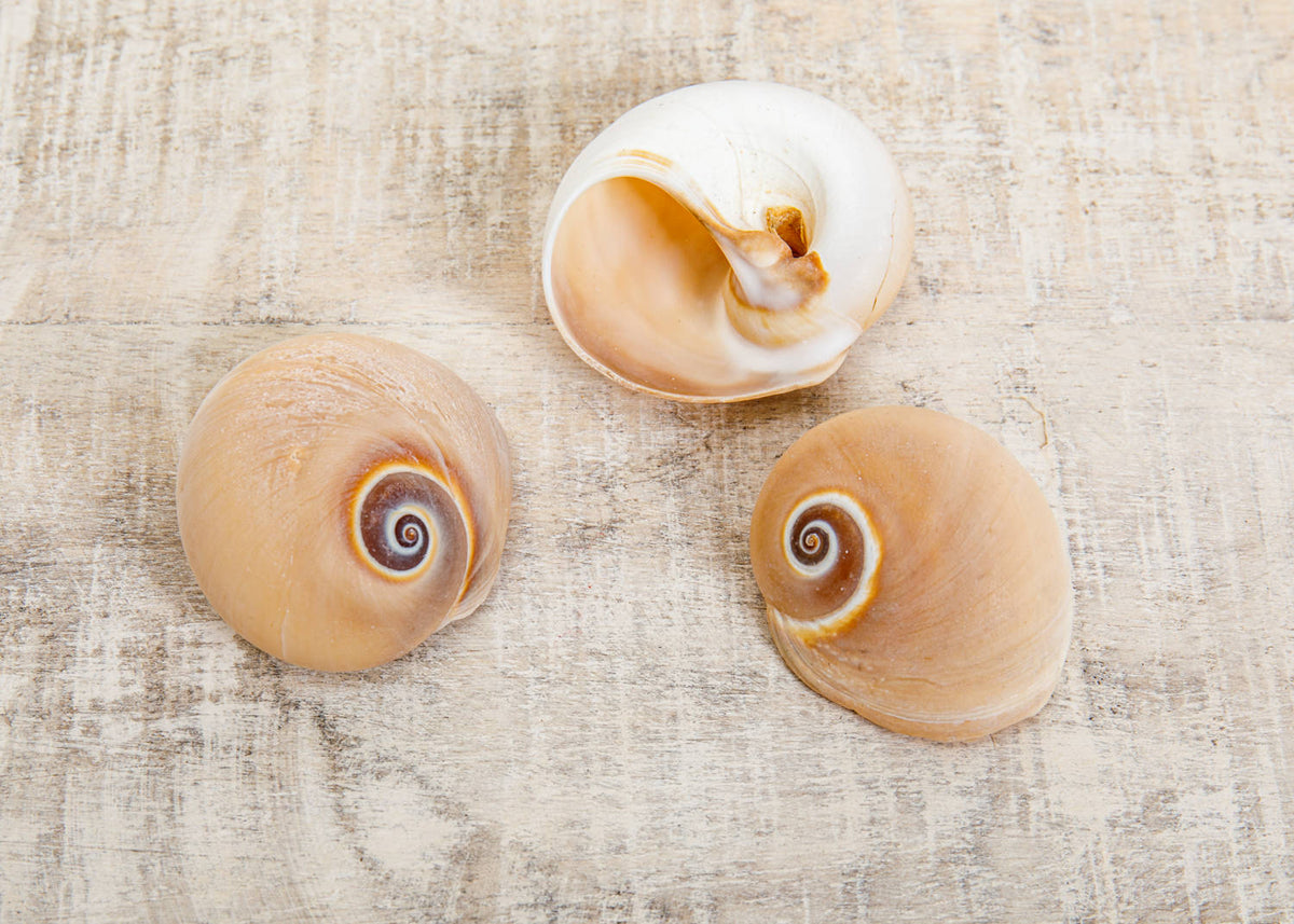 Muscheldekoration, Schnecken
