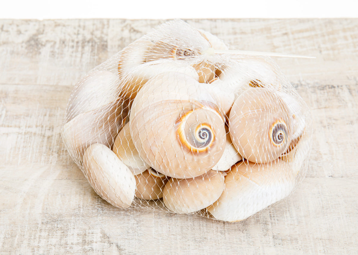 Muscheldekoration, Schnecken