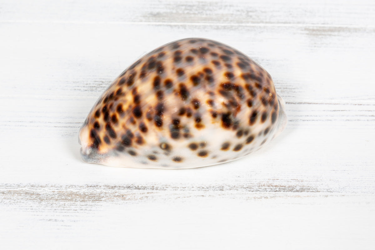 Tigermuschel