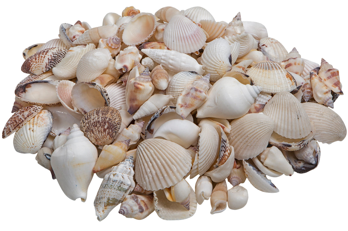 Deko Muschelmix weiß 1kg