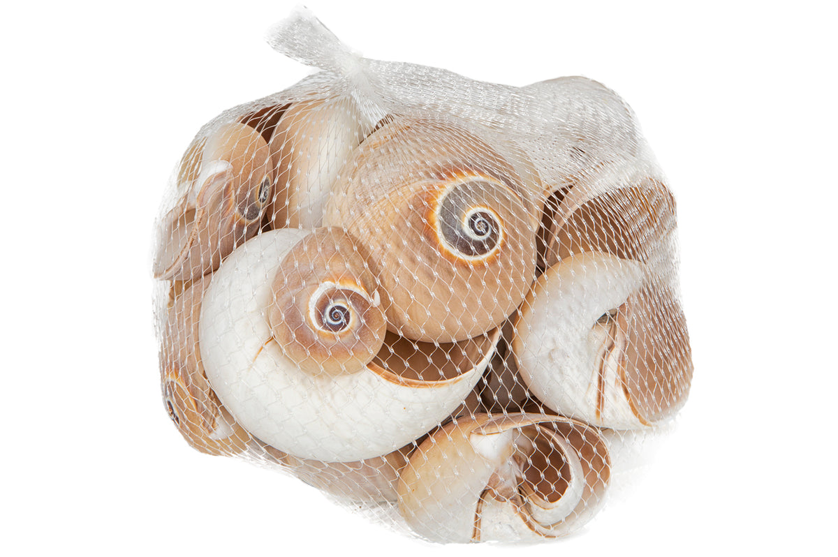 Muscheldekoration, Schnecken