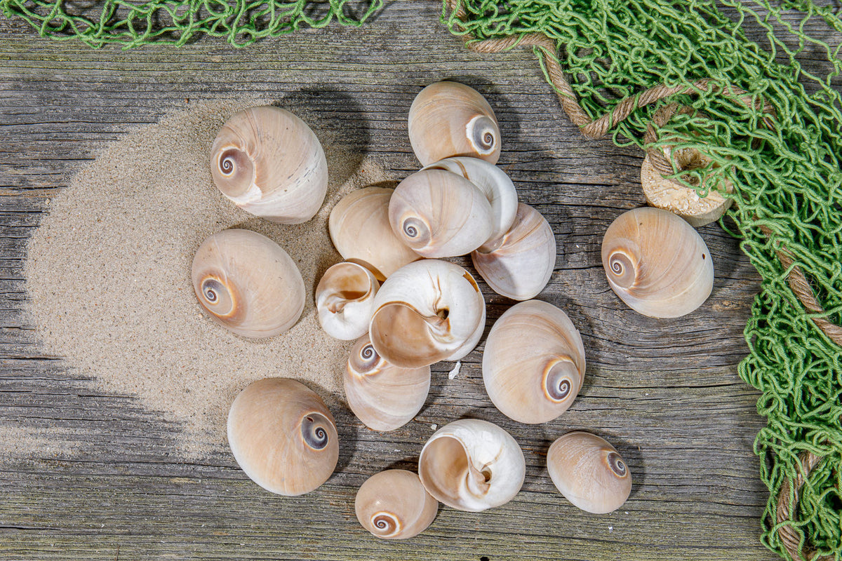 Muscheldekoration, Schnecken