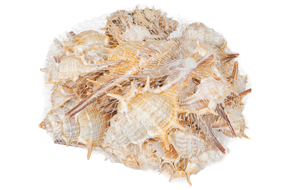 Dekomuschel klein spitz