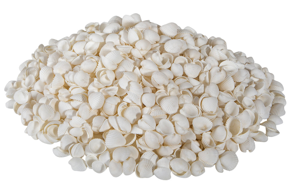 Dekomuscheln, Cookles klein, 1kg