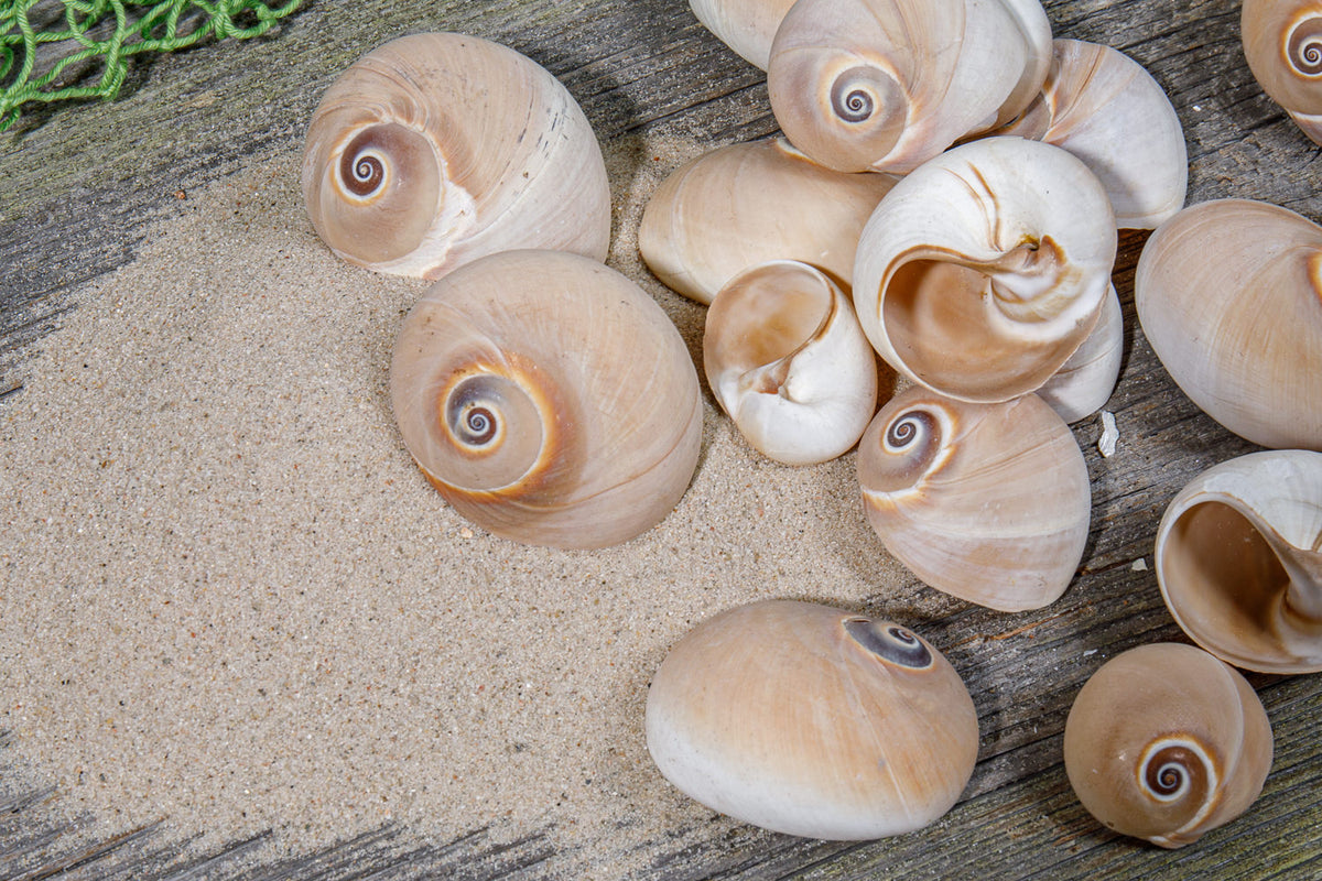Muscheldekoration, Schnecken