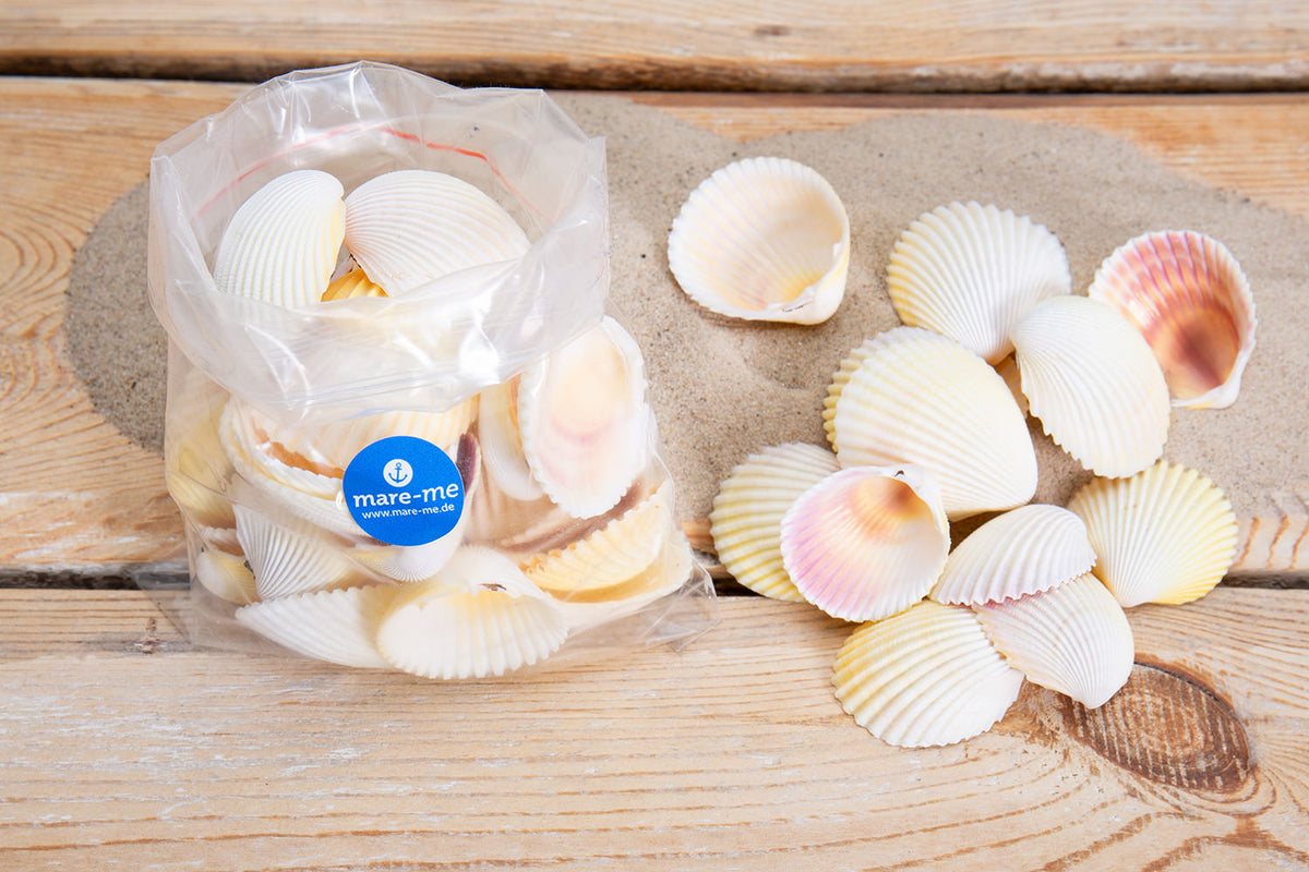 Deko Muschel weiss 250gr