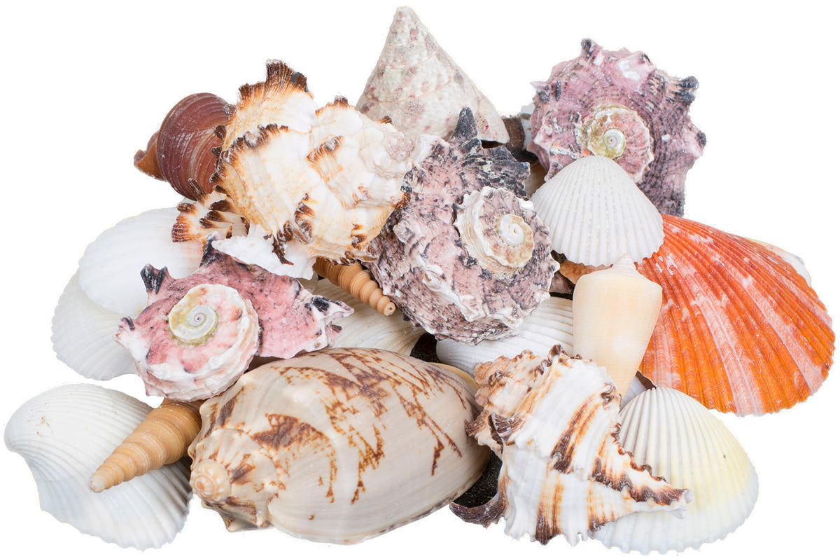 Bunte Muscheln Deko mix 250gr.